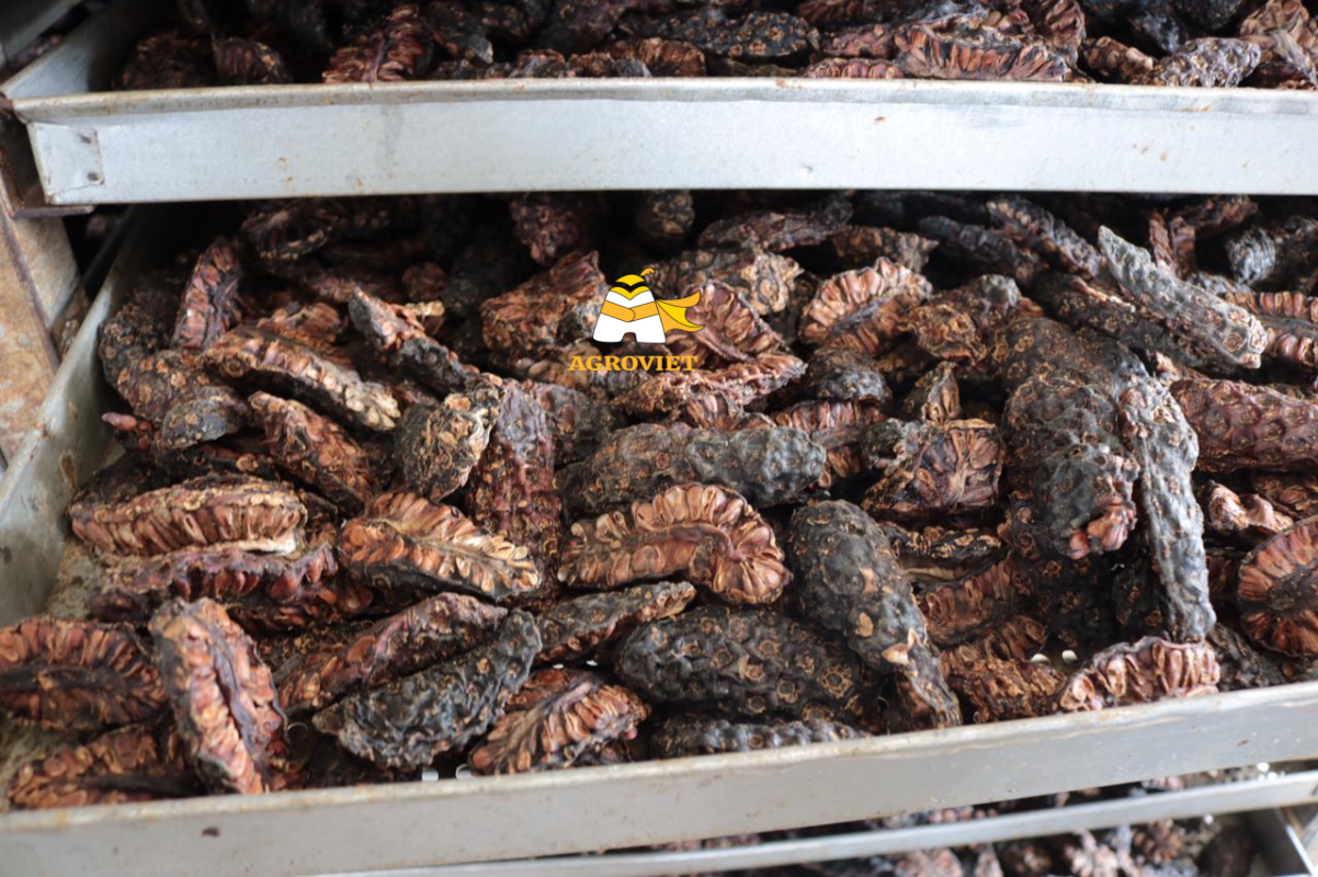 Dried Noni Fruit AGROVIET