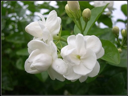 Jasmine-flowers