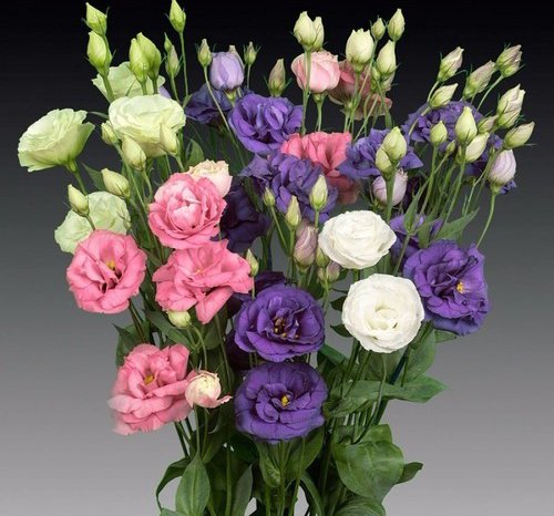 lisianthus10